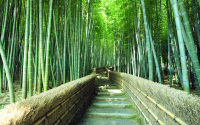 Windows⡶Footpathsֽ_Ʒͼ